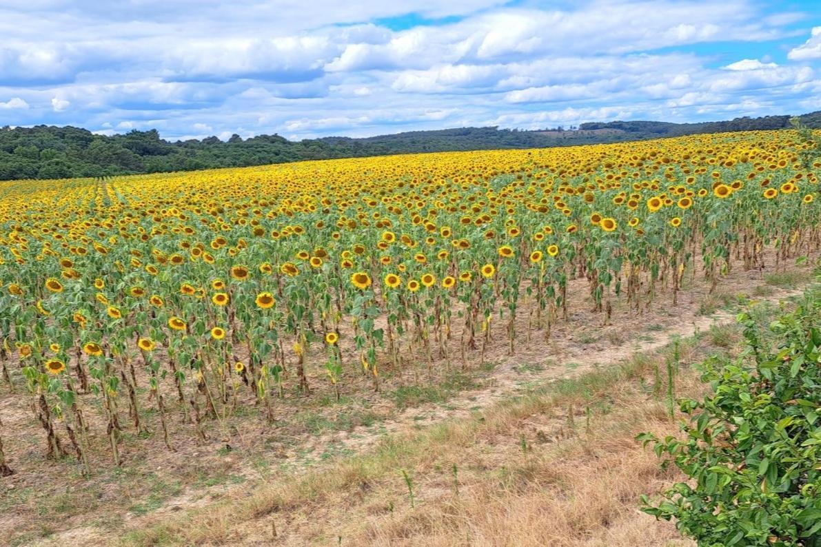 Saint-Pierre-de-Buzet Les Glycinesヴィラ エクステリア 写真